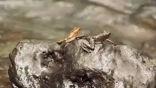 Лягушки рода Крохотницы лат  Micrixalus делают хоба, чтобы привлечь