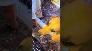 Nemo stole my plum &mdash; dog turns PLUM-EATER! num-num 🍑 #dogsoftiktok #viral #funny #plum #nomnom #cute