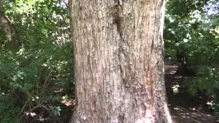 large silver maple tree
