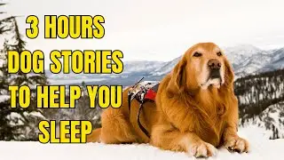 Sweet Dog Sleep Stories &ndash; 2 Hours of Soothing Tales for Restful Sleep