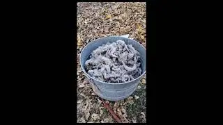 #Shorts Fall Wool Processing