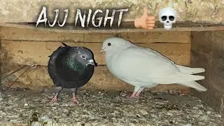একটা pigeon missing হয়ে গেছিল 🤣👍🏼|| #svarmy #bengalivlogger 