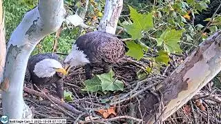 USS Bald Eagle Cam 1 on 10-9-25 @ 07:15:40 Irvin brings in a leafy tree