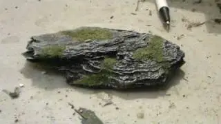 Tree Bark as Rocks Video #2