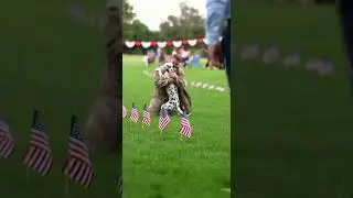 🥰 Spotty Dog Spots Soldier Dad at 4th of July Heartwarming Reunion #Military #DogLovers #July4th