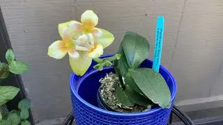 Phalaenopsis (Sogo Shinto x Brother Sara Gold)