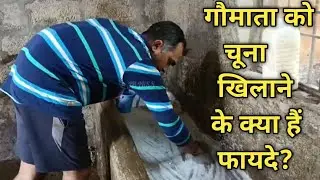 गौ माताओं को चूना खिलाने के क्या हैं फायदे? |Benefits of Limestone | Limestone for cows | Cow Videos