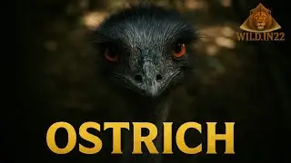The Ostrich Life | Hindi Documentary 🧬 #ostrich #wildlifetelecast​ #wild.in22 #wildlifeofindia #wild