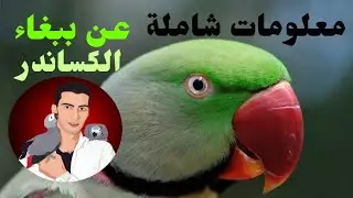 (99)اثمنة ببغاء الكساندر في السوق المغربية بكل انواعه واعمارهAlexandre #Parrot#