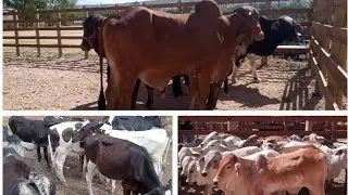 Feira de gado de bom conselho -PE 20/12/2025 hoje com tourinho Gir leiteiro puro, bezerras leiteiras