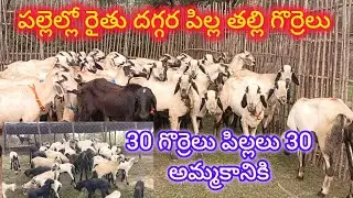 పల్లెల్లో రైతు దగ్గర పిల్ల తల్లి గొర్రెలు 30 పిల్లలు 30 అమ్మకానికి (వెంకీ 6305662856) 2-2-2026