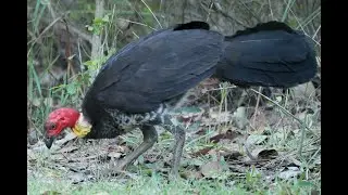 Australian Brushturkey at our camp site Lions Camp Kanga Peter Faust Dam Lake Proserpine