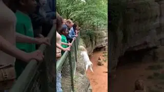 cat fall down front of lion 😳 #saudiarabia #viral