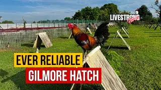 All about Gilmore Hatch at Livestrong Farms