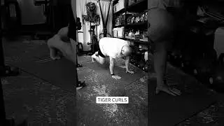 Core/Trunk - Tiger Curls