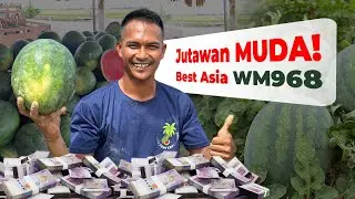 Tuah Petani Muda Tanam Tembikai | WM968 Cultivated by Pro Malaysian Farmers