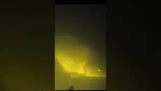 Подводная охота. Встретил гигантского карпа / Spearfishing. I met a giant carp.