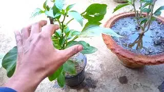 Top 4 Liquid Fertilizer for your plants / Homemade Organic
