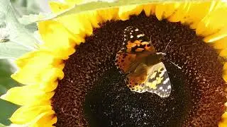 An Otherworld Called Sunflowerland 💛 peaceful piano solo