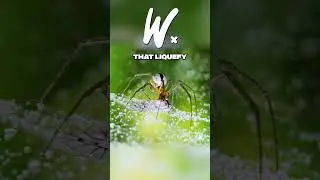 How Spiders REALLY Eat Their Food 🕷️ #shorts