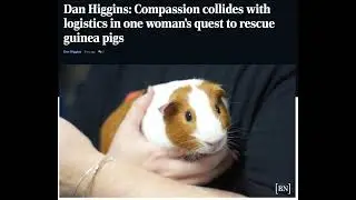 Jessica Guinea Pig Rescue Buffalo News
