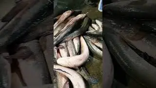 Sole fish | Butt fish corner | Head Marala Sialkot | Abubakar Butt