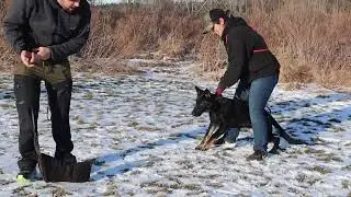 Training Puppy Protection with 3 Puppies!