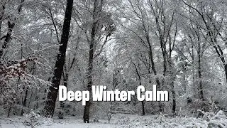 Winter Forest Ambience | Calm Moments After Heavy Snow