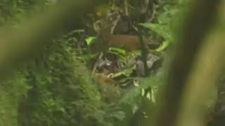 Vulvehojas (Sclerurus mexicanus)