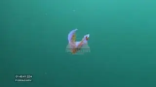 Spanish Shawl Nudibranch (Flabellina iodinea) Santa Cruz Island California 30FPS 4K