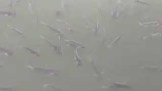 Fishing video।। mini vlogs।। Vlogs video।। amezing Fishing 🎣🎣🎣 viral videos।।