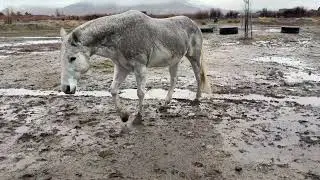 How Horses Anchor Earth&rsquo;s Energy Grid with Every Hoofstep | Herd Healing at Starr Horse Retreats