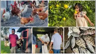 ￼Village live chicken farm/ mini picnic/ Florida orange🍊/catching fish with net, salt water#vlog&hellip;