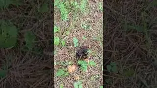 маслята прямо дома