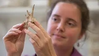 How did the first humans migrate into Australia?