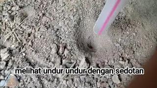 Watching antlion with a straw