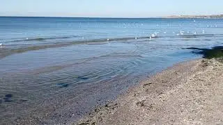 Koblevo August 10 | Relax at Beach Poseidon | TripNow.Fun
