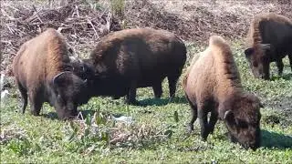 Bison herd in Paynes Prairie State Park, Florida