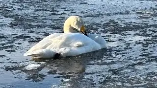 Welney WWT - Ice Flows on the Wash 