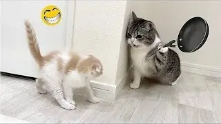 Funny Pet Moments Will Make You Laugh 😹 #64