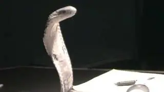 King Cobra Loose in the Rick Emerson Studio