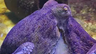 The Extraordinary Intelligence of Cephalopods: A Deep Dive #animals #ocean #UnderwaterWonders