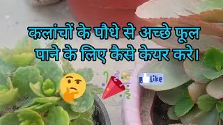कलांचों प्लांट की केयर कैसे करे।