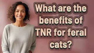 What are the benefits of TNR for feral cats?