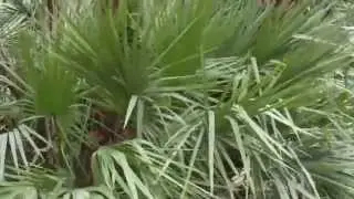 Saw Palmetto
