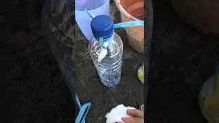 Cara menggunakan petrogenol untuk tanaman cabe