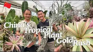 Fascinating Tillandsia Airplants Breeding & Production in China 🇨🇳 Maoye Ep.1