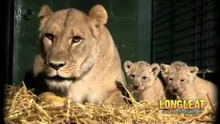 Baby Simba and Nala playing and generally being cute!