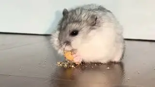 Hamster ist so sehr hungrig 🤤🐹🐹