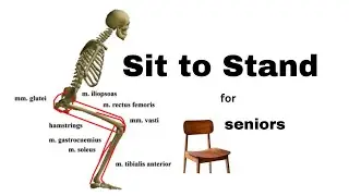 Sit to Stand Exercise for Seniors
